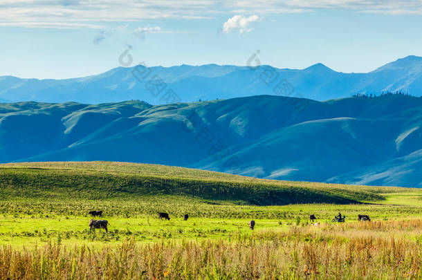 中国新疆草原