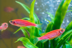 小红鱼与绿色植物在鱼缸或水族馆水下生活概念.