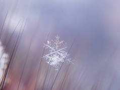 彩色背景宏上的雪花美丽