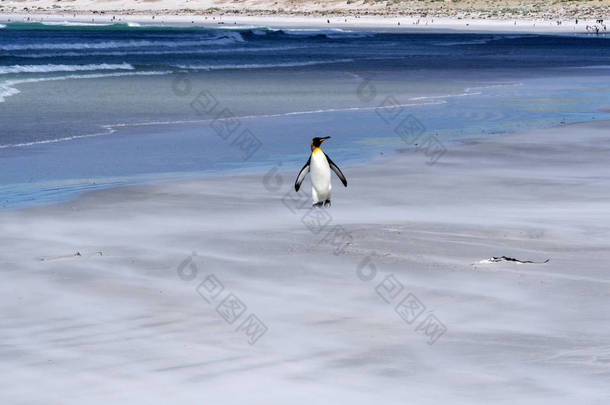 金企鹅集团, Aptenodytes patagonica, 潜水在海, 志愿者点志愿者点, 福克兰群岛/马尔维纳斯