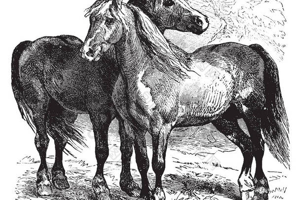 马是菲拉斯的两个现存亚种之一, 复古<strong>线条画</strong>或雕刻插图.