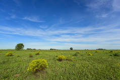 春季风景, La 南美大草原