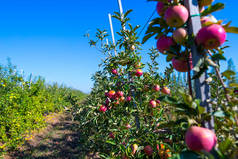 苹果幼树树枝上的红苹果果实成熟。在农民果园里的一个晴朗的秋日.
