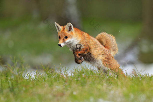 红狐跳跃, 武尔佩斯武尔佩斯, 来自欧洲的野生动物场景。橙色毛皮大衣动物在自然栖息地。绿色森林草地上的狐狸.