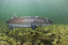 普通 huchen (哲罗哲罗) 在尼斯河游泳。美丽的鲑鱼鱼在特写照片。野生自然水下摄影。山溪栖息地.