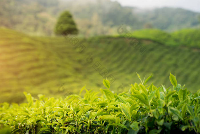 令人惊叹的马来西亚景观。马来西亚金马伦高原日落/日出时的茶园景观。自然背景与雾.