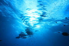 澳大利亚大堡礁蓝色水域水下的鱼群 