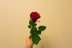 情人节手拿着, 并给红玫瑰隔离在一个有色和纹理的背景