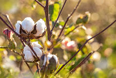 在阳光充足的农田里开花的棉花植物的特写镜头, 在模糊的背景中, 有可能