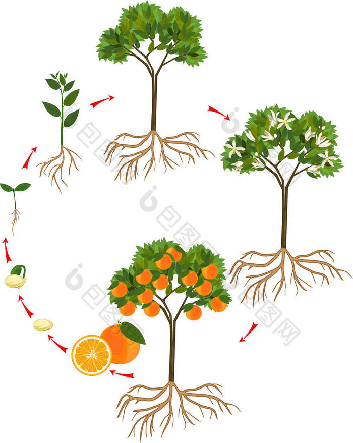 橙色树的生命周期。从种子和发芽到成年植株的生长阶段