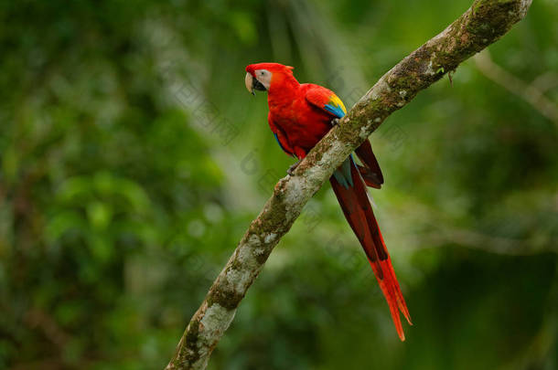 红鹦鹉猩红金刚鹦鹉, 澳门, 鸟坐在树枝上, 巴西。来<strong>自热</strong>带森林的野生动物场景。美丽的鹦鹉在树 freen 树在<strong>自</strong>然栖所.