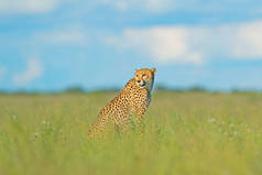 猎豹, 猎豹猎豹, 行走野生猫。最快的哺乳动物在陆地上, 博茨瓦纳, 非洲。猎豹在草丛中, 蓝天白云。自然栖息地发现野生猫.