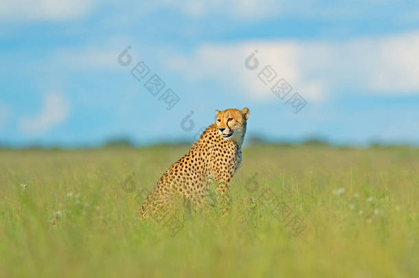 猎豹, 猎豹猎豹, 行走野生猫。最快的哺乳动物在陆地上, 博茨瓦纳, 非洲。猎豹在草丛中, 蓝天白云。自然栖息地发现野生猫.