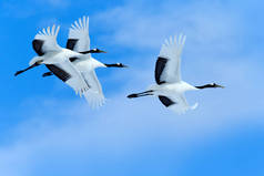 天空上有三只鸟。飞行的白鸟丹顶鹤, 有张开的翅膀, 蓝色的天空, 背景是白云, 日本北海道。来自自然的野生动物场景.