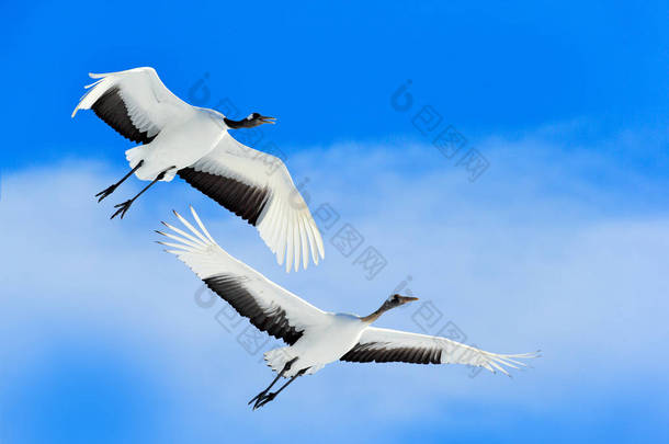 鹤, 冬天的场景与雪花。从雪地自然的野生动物场景。日本北海道雪甸两座丹顶鹤。寒冷的一天在自然界中, 沼泽白鸟在栖息地.