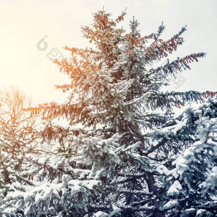寒冷的冬天白雪皑皑的森林景观松枝在严寒的图片-包图网企业站