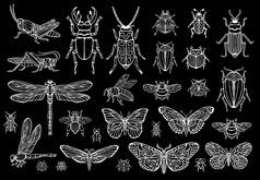 大手画线的昆虫虫, 甲虫, 蜜蜂, 蝴蝶蛾, 大黄蜂, 黄蜂, 蜻蜓, 蝗虫。剪影复古素描样式雕刻的例证.