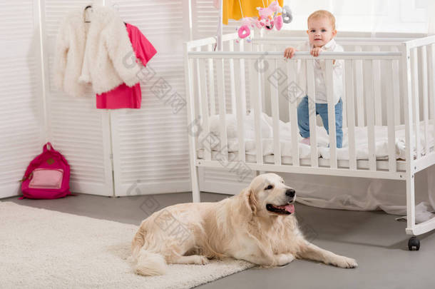 可爱的孩子站在婴儿床里, 金毛猎狗躺在儿童房的地板上