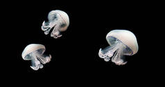 水母的医疗活动动物背景黑色水下海洋野生动物