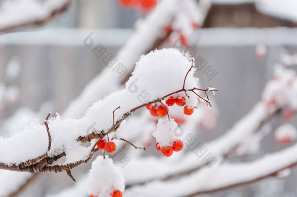 雪下的火山灰。雪下的红莓。红莓上的第一场雪.