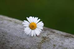 花园里美丽的白色雏菊花植物