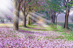 公园路边的风景, 覆盖着樱桃树粉红色的花瓣