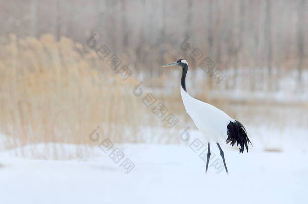日本北海道，雪原上的降雪红顶鹤，伴随着暴风雪。鸟儿在飞翔,冬天的景象中飘扬着雪花.自然界中的雪舞。大自然雪地里的野生动物场景.寒冷的冬天白雪.