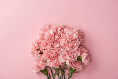 美丽的粉红色康乃馨花隔离在粉红色的背景 