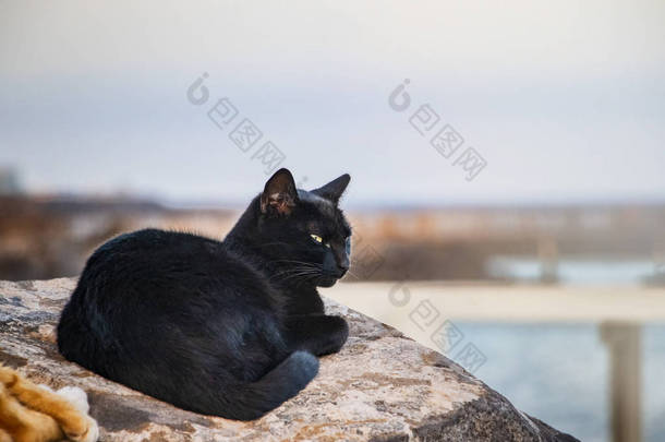 黑猫躺在石头上, 休息和睡觉。<strong>背景</strong>是<strong>大海</strong>和阳光明媚的天空。它位于西班牙加那利群岛的富特文图拉