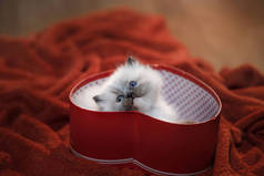 小猫在一个盒子里的心脏。节日宠物。2月14日