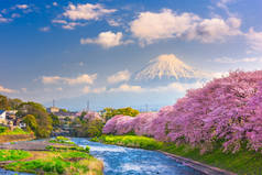 富士山, 日本春天的风景和樱花的河流.