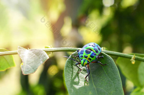 五颜六色的宝石甲虫绿色的虫子在叶子在自然背景/关闭绿色昆虫 