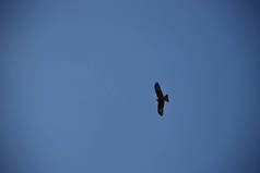 金鹰在晴朗的蓝天上飞得很高