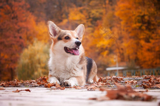 在秋天/秋天的公园散步时，可爱的快乐的狗。开开心心.