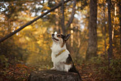 秋天公园里的威尔士科尔吉狗