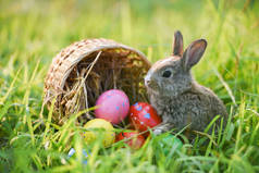 复活节兔子和复活节彩蛋在绿草领域春天草甸