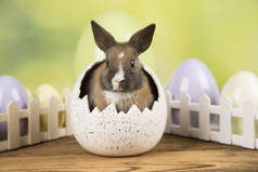 复活节兔子在蛋壳里。彩蛋.