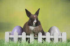 兔子, 兔子和复活节蛋在绿色背景