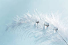 白色轻柔的柔软羽毛与透明的水滴在蓝色背景。大自然的纯洁和脆弱的精致形象。特写宏。背景与鸟羽毛.