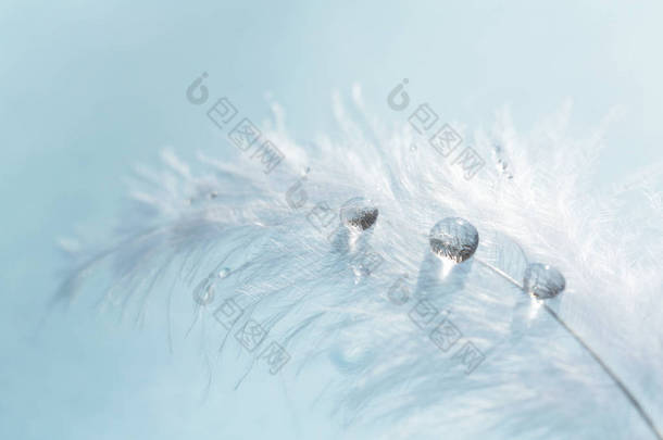 白色轻柔的柔软羽毛与透明的水滴在蓝色背景。大自然的纯洁和脆弱的精致形象。特写宏。背景与鸟羽毛.