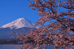 日本河口湖的樱花和蓝天富士山