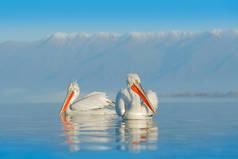 在希腊克尔基尼湖的蓝色水面上,长着橘黄色的长嘴的达尔马提亚牡蛎。野生动物场景从欧洲自然
