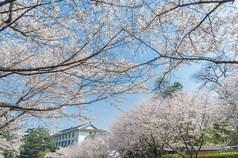 武汉樱花花园春天的风景