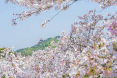 武汉樱花花园春天的风景