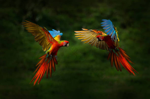 森林里的红色杂交鹦鹉。金刚鹦鹉在深绿色的植被中飞翔。珍稀鸟类在哥斯达黎加热带森林中形成阿拉马马x阿拉安比瓜。热带自然的野生动物场景。飞鸟，丛林.