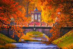 俄罗斯。秋天。有黄叶的树。普希金公园。圣彼得堡的邻里.