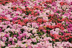 美丽的五颜六色的玫瑰花束在绿色花园背景的田野上.