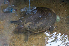 亚洲窄头软壳龟（奇特拉）泰国极度濒危的海龟物种