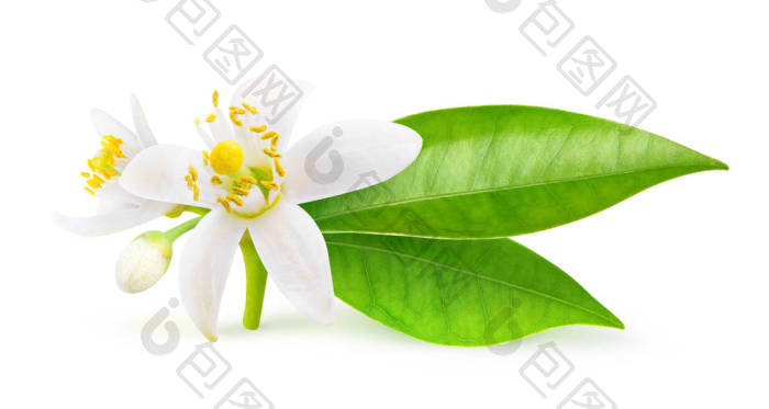 孤立的橙花图片-包图网企业站