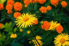 美丽的阿尼卡特写生长在温暖的地球花的背景与复制空间。明亮的黄色新鲜植物与橙色中心在宏观的绿色和童话背景。药用植物.